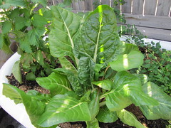 Swiss chard