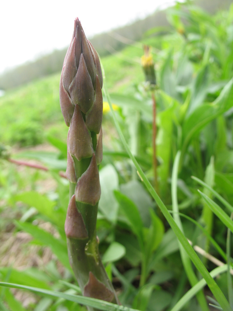 A CSA Trip to Sang Lee Farms
