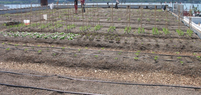 A Rooftop Farm for the Future