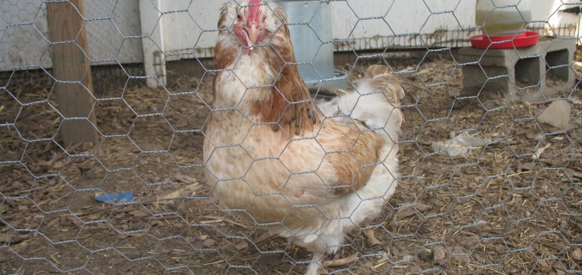 Urban Chicken Raising 101