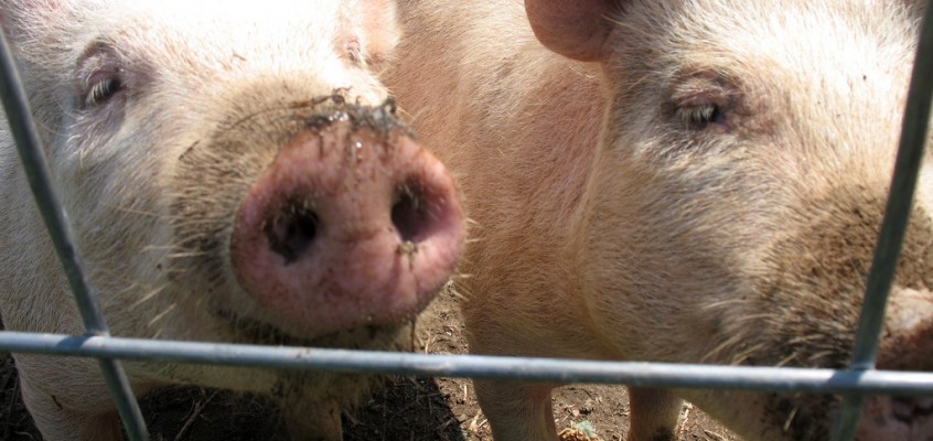 Serious Eats (and I) Fall for Small Farms