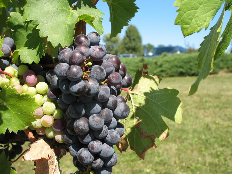 Eating (and Drinking) Out Around Seneca Lake, NY