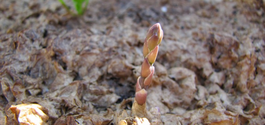 Fried Fiddleheads, and Other “Sustainable Spring” Recipes From Bloggers Who Rock