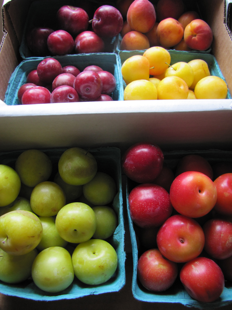 Plum Perfect: Share Your Favorite Shots on Capture