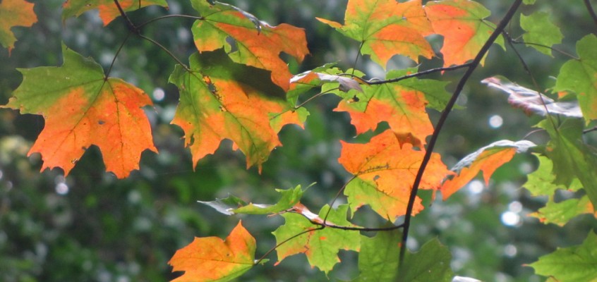 Reason For Not Eating Out #52: To Better Experience the Seasons