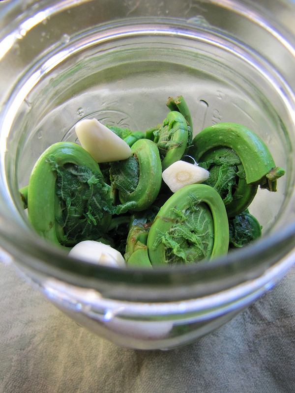 Garlic-Pickled Fiddlehead Ferns