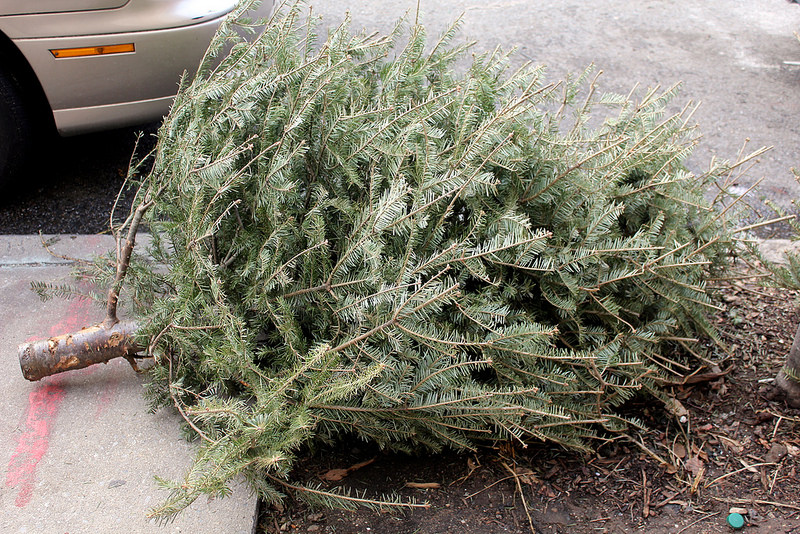 We Are So Divorced From Nature Example 2: Spent Christmas Trees